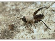 Saranče vlašská (Calliptamus italicus), Svatý kopeček, Pálava, 17.5.2025; čeleď sarančovití (Acrididae); nymfa