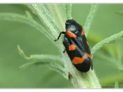 Pěnodějka nížinná (Cercopis sanguinolenta), Svatý kopeček, Pálava, 17.5.2025; čeleď pěnodějkovití (Cercopidae)