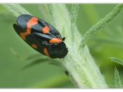 Pěnodějka nížinná (Cercopis sanguinolenta), Svatý kopeček, Pálava, 17.5.2025; čeleď pěnodějkovití (Cercopidae)