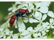 Zlatěnka měděná (Chrysura cuprea), Svatý kopeček, Pálava, 17.5.2025; čeleď zlatěnkovití (Chrysididae)