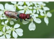 Zlatěnka měděná (Chrysura cuprea), Svatý kopeček, Pálava, 17.5.2025; čeleď zlatěnkovití (Chrysididae)