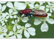 Zlatěnka měděná (Chrysura cuprea), Svatý kopeček, Pálava, 17.5.2025; čeleď zlatěnkovití (Chrysididae)