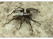 Slíďák borový (Alopecosa aculeata), Svatý kopeček, Pálava, 17.5.2025; čeleď slíďákovití (Lycosidae); druhové určení nejisté