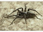 Slíďák borový (Alopecosa aculeata), Svatý kopeček, Pálava, 17.5.2025; čeleď slíďákovití (Lycosidae); druhové určení nejisté