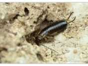 Škvor obecný (Forficula auricularia), Svatý kopeček, Pálava, 17.5.2025; řád Škvoři (Dermaptera); nymfa