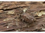 Sekáč vyklenutý (Egaenus convexus), Svatý kopeček, Pálava, 17.5.2025; čeleď sekáčovití (Phalangiidae); vzácný druh, na našem území poprvé nalezen roku 1994 v Bílých Karpatech