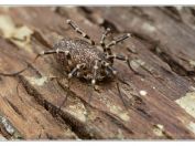 Sekáč vyklenutý (Egaenus convexus), Svatý kopeček, Pálava, 17.5.2025; čeleď sekáčovití (Phalangiidae); vzácný druh
