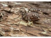 Sekáč vyklenutý (Egaenus convexus), Svatý kopeček, Pálava, 17.5.2025; čeleď sekáčovití (Phalangiidae); vzácný druh