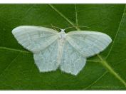 Zelenopláštník borůvkový (Jodis putata), PR Borkovická blata, 25.5.2025; čeleď píďalkovití (Geometridae); samec