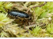Rusec lesní (Ectobius sylvestris), PR Borkovická blata, 25.5.2025; řád Švábi (Blattodea); nymfa