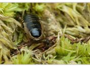 Rusec lesní (Ectobius sylvestris), PR Borkovická blata, 25.5.2025; řád Švábi (Blattodea); nymfa
