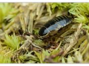 Rusec lesní (Ectobius sylvestris), PR Borkovická blata, 25.5.2025; řád Švábi (Blattodea); nymfa