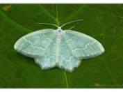 Zelenopláštník borůvkový (Jodis putata), PR Borkovická blata, 25.5.2025; čeleď píďalkovití (Geometridae); samice
