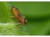 Šířenka dubová (Iassus lanio), Novořecká hráz, Třeboňsko, 21.6.2025; čeleď křískovití (Cicadellidae)