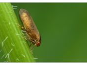Šířenka dubová (Iassus lanio), Novořecká hráz, Třeboňsko, 21.6.2025; čeleď křískovití (Cicadellidae)