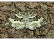 Píďalka obecná (Epirrhoe alternata), Novořecká hráz, Třeboňsko, 21.6.2025; čeleď píďalkovití (Geometridae)
