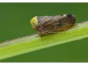 Prstenovka lipová (Pediopsis tiliae), Novořecká hráz, Třeboňsko, 21.6.2025; čeleď křískovití (Cicadellidae)