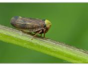 Prstenovka lipová (Pediopsis tiliae), Novořecká hráz, Třeboňsko, 21.6.2025; čeleď křískovití (Cicadellidae)
