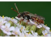 Nomáda ozbrojená (Nomada armata), Jemčina, Třeboňsko, 22.6.2025; čeleď včelovití (Apidae)