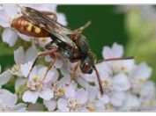 Nomáda ozbrojená (Nomada armata), Jemčina, Třeboňsko, 22.6.2025; čeleď včelovití (Apidae)