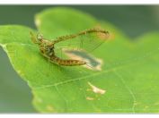 Jepice dvoukřídlá (Cloeon dipterum), rybník Potěšil, Třeboňsko, 28.6.2025; čeleď Baetidae (dvoukřídlé jepice); řád Jepice (Ephemeroptera) 