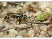 Vosilka pestrá (Harpactus elegans), PP Slepičí vršek, Třeboňsko, 28.6.2025; čeleď kutíkovití (Crabronidae); samice loví nymfy a dospělce drobných křísů