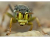 Vosilka pestrá (Harpactus elegans), PP Slepičí vršek, Třeboňsko, 28.6.2025; čeleď kutíkovití (Crabronidae); samice