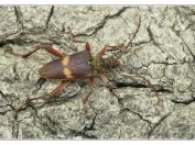 Tesařík Schafferův (Akimerus schaefferi), rybník Rožmberk, 29.6.2025; čeleď tesaříkovití (Cerambycidae); mimořádný nález velmi vzácného druhu, jehož larvy se vyvíjejí v odumírajících kořenech dubů hluboko pod zemí; samice
