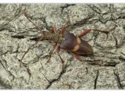 Tesařík Schafferův (Akimerus schaefferi), rybník Rožmberk, 29.6.2025; čeleď tesaříkovití (Cerambycidae); mimořádný nález velmi vzácného druhu, jehož larvy se vyvíjejí v odumírajících kořenech dubů hluboko pod zemí; samice