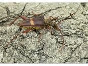 Tesařík Schafferův (Akimerus schaefferi), rybník Rožmberk, 29.6.2025; čeleď tesaříkovití (Cerambycidae); mimořádný nález velmi vzácného druhu, jehož larvy se vyvíjejí v odumírajících kořenech dubů hluboko pod zemí; samice