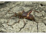 Tesařík Schafferův (Akimerus schaefferi), rybník Rožmberk, 29.6.2025; čeleď tesaříkovití (Cerambycidae); mimořádný nález velmi vzácného druhu, jehož larvy se vyvíjejí v odumírajících kořenech dubů hluboko pod zemí; samice