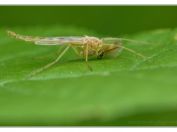 Pakomár kouřový (Chironomus plumosus), rybník Rožmberk, 6.7.2025; čeleď pakomárovití (Chironomidae); samec
