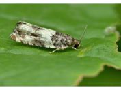 Obaleč topolový (Gypsonoma sociana),  rybník Rožmberk, 6.7.2025; čeleď obalečovití (Tortricidae)
