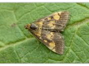 Zavíječ purpurový (Pyrausta purpuralis), Pouzdřany, 14.7.2025; čeleď travaříkovití (Crambidae) 