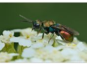 Zlatěnka běžná (Hedychridium ardens), Pouzdřany, 14.7.2025; čeleď zlatěnkovití (Chrysididae)