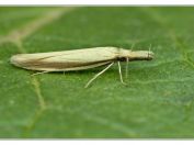 krásněnka Pleurota pyropella, Pouzdřany, 14.7.2025; čeleď krásněnkovití (Oecophoridae); druh četnější pouze na jižní a střední Moravě; živnou rostlinou je šalvěj