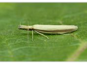 krásněnka Pleurota pyropella, Pouzdřany, 14.7.2025; čeleď krásněnkovití (Oecophoridae); druh četnější pouze na jižní a střední Moravě; živnou rostlinou je šalvěj