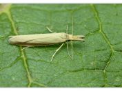 krásněnka Pleurota pyropella, Pouzdřany, 14.7.2025; čeleď krásněnkovití (Oecophoridae); druh četnější pouze na jižní a střední Moravě; živnou rostlinou je šalvěj