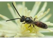 Ploskočelka modravá (Lasioglossum albipes), Pouzdřany, 14.7.2025; čeleď ploskočelkovití (Halictidae); samec