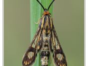 Motýli
